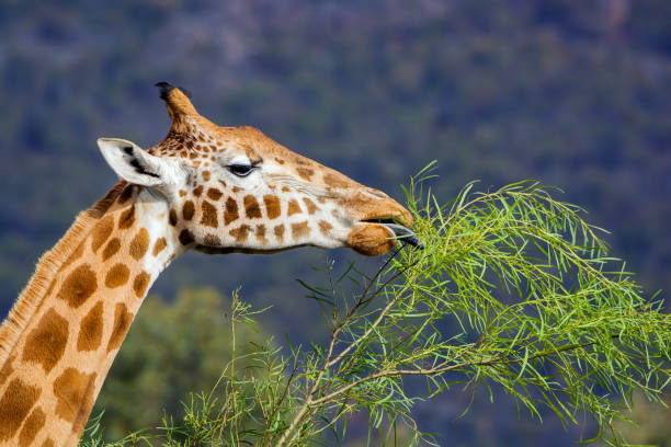 Giraffe eating Close up of a giraffe munching on leaves herbivorous stock pictures, royalty-free photos & images