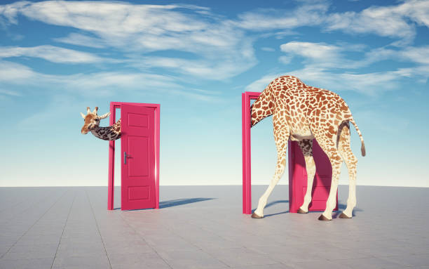 Giraffe enters a door and comes out of another. stock photo
