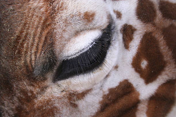 441 Giraffe Eyelashes Stock Photos Pictures Royalty Free Images Istock