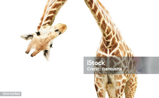 istock Giraffe face head hanging upside down 1334132965