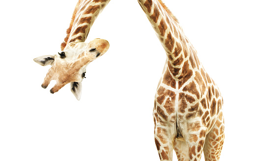 Giraffe face head hanging upside down. Curious gute giraffe peeks from above. Isolated on white background