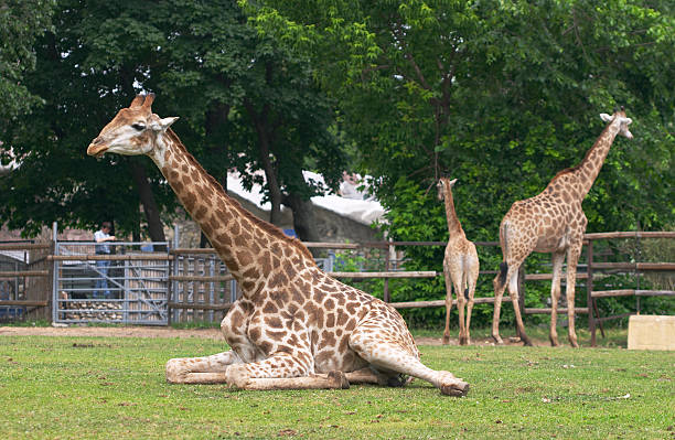 giraffe family stock photo