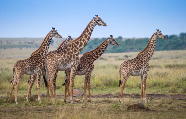 Giraffe family Giraffe family masai giraffe stock pictures, royalty-free photos & images