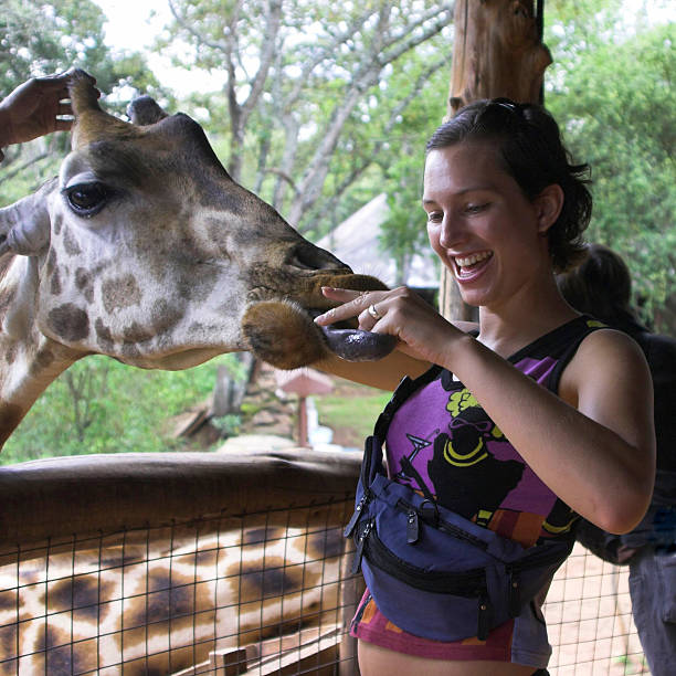 Giraffe feeding stock photo