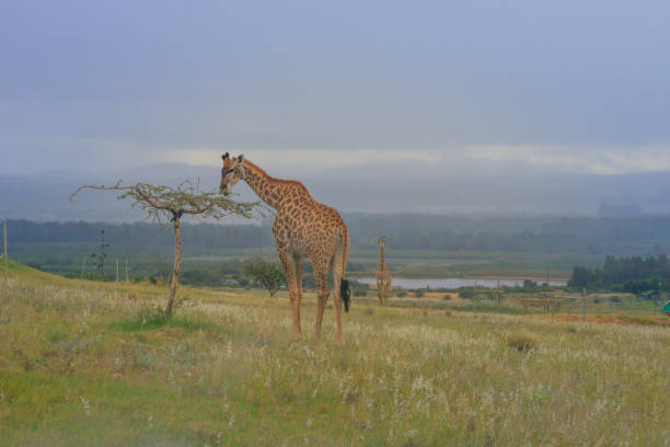 Giraffe grazing stock photo