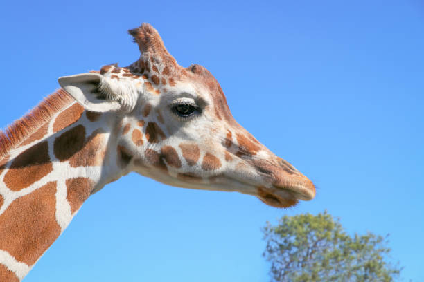 Giraffe Headshot with a Tree in the Background stock photo