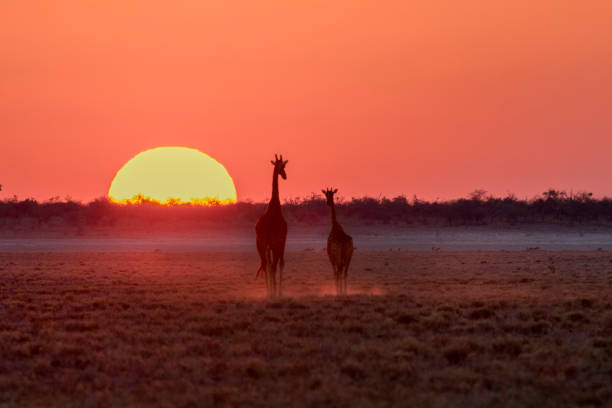 A giraffe in a setting sun stock photo