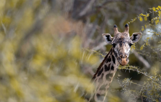 Giraffe in Kennya on safari, Africa stock photo