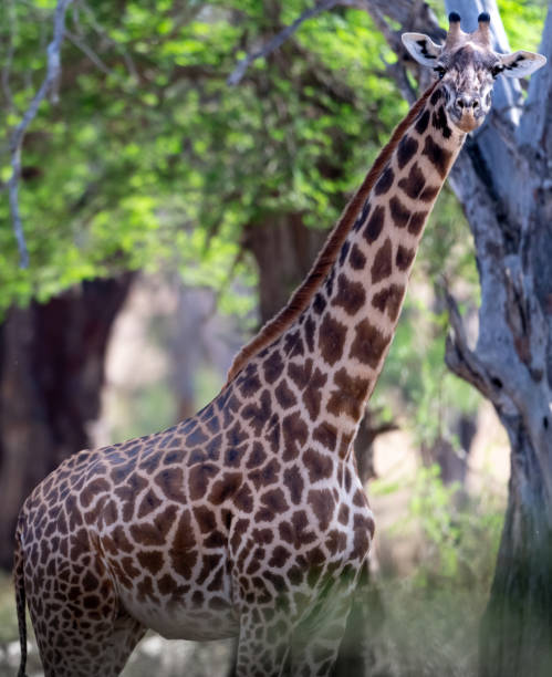 Giraffe in Kennya on safari, Africa stock photo