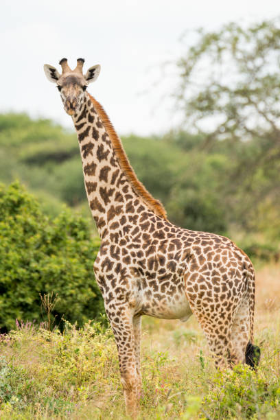 Giraffe in Kenya Giraffe in Kenya, Africa masai giraffe stock pictures, royalty-free photos & images