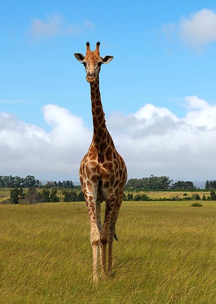 giraffe in savanna stock photo