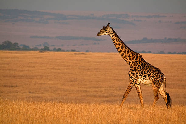 Giraffe in savannah "Lone giraffe walking through the savannah in morning light aa Masai Mara, Kenya" masai giraffe stock pictures, royalty-free photos & images