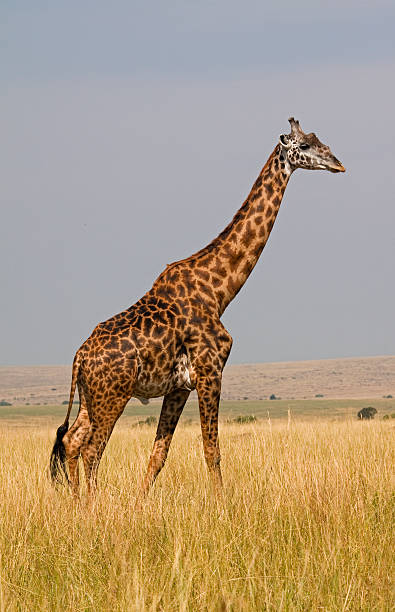 Giraffe in savannah "Lone adult giraffe in high grass aa Masai Mara, Kenya" masai giraffe stock pictures, royalty-free photos & images