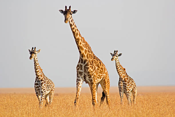 Giraffe in savannah Masai giraffe mother followed by two young calves - Masai Mara, Kenya masai giraffe stock pictures, royalty-free photos & images