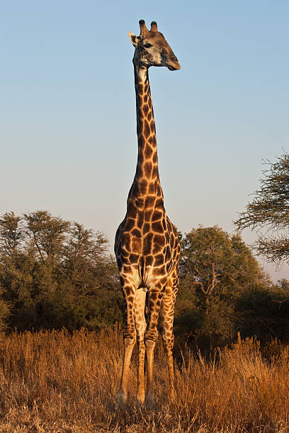 Giraffe in the bush stock photo