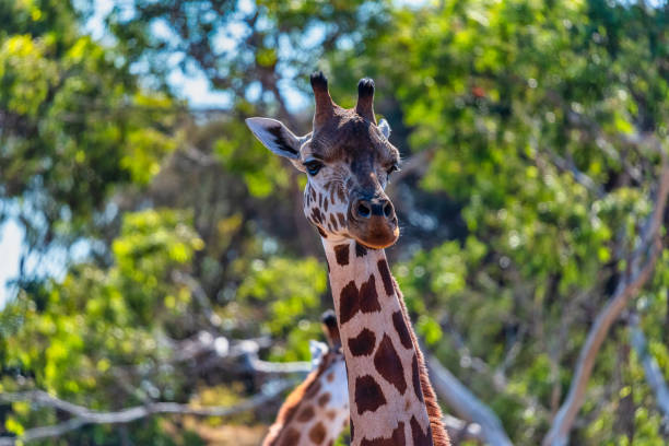 Giraffe in the field stock photo