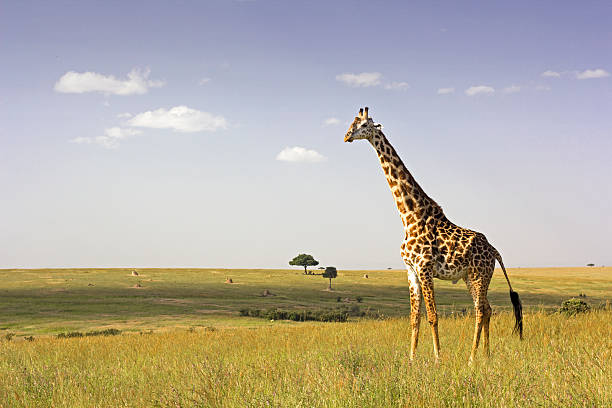 Giraffe in the savannah Lone masai giraffe in the open expanse of the Masai Mara, Kenya masai giraffe stock pictures, royalty-free photos & images