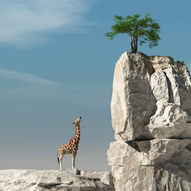 Giraffe looks up to a tree on a rock. The concept of accomplishment. 3d render stock photo