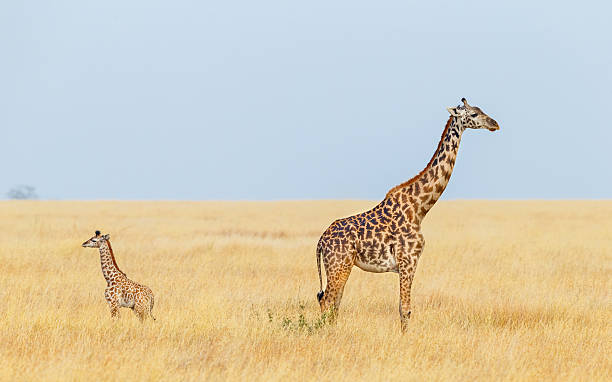 Giraffe Mother and Calf, Serengeti National Park, Tanzania Africa Giraffe Mother and Calf  masai giraffe stock pictures, royalty-free photos & images