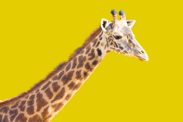 Giraffe on Yellow Background stock photo