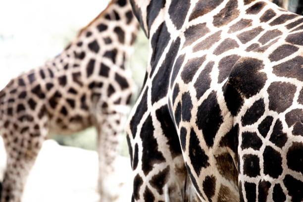 Giraffe pattern stock photo