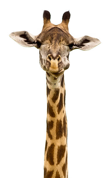 Giraffe Close up of a giraffe head isolated on a white background animal neck stock pictures, royalty-free photos & images