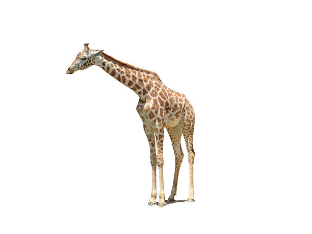giraffe standing giraffe isolated on white background. masai giraffe stock pictures, royalty-free photos & images