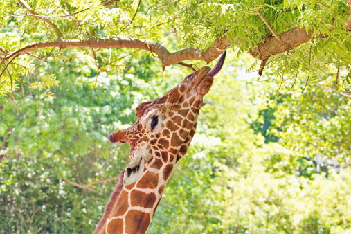 A giraffe profile  portrait reaching for leaves with an outstretched neck and toungue reaching up to a high tree limb.