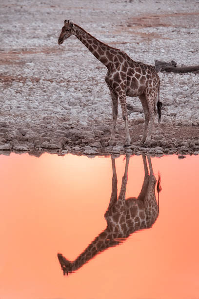 giraffe reflection stock photo