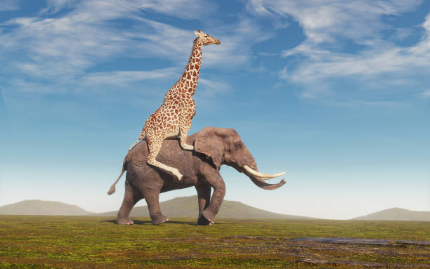 Giraffe riding an elephant on field. Friendship and cooperation concept. stock photo