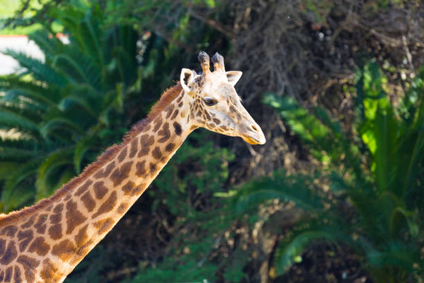 Giraffe Roaming stock photo