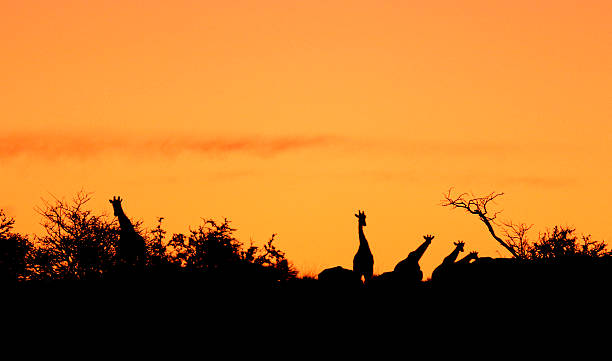 Giraffe silhouettes Giraffe silhouettes in the Augrabies National Park, South Africa augrabies falls national park stock pictures, royalty-free photos & images