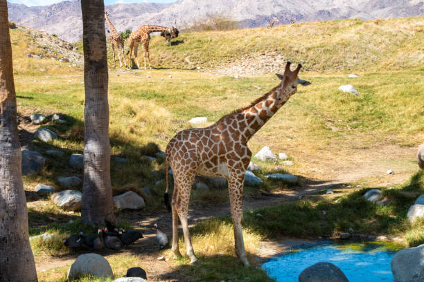 Giraffe standing to drink water stock photo