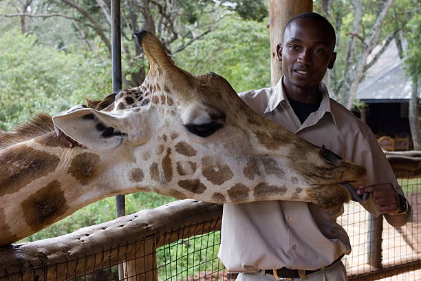 Giraffe with ranger stock photo