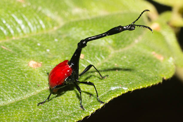 Bright red and black and super long-necked, a giraffe-necked weevil walks along the hairy leaves of its host tree in eastern coast rainforest of Andasibe National Park in Madagascar. The long neck adaptation is for fighting other males and nest building.