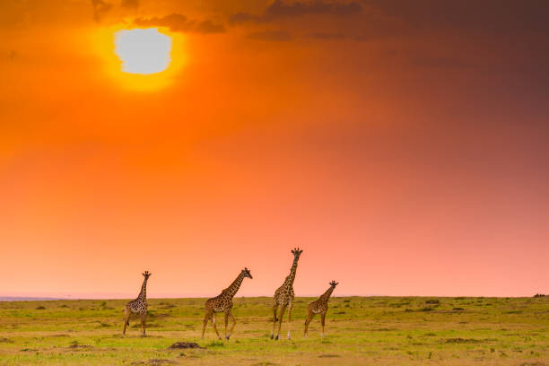 Giraffes at Sunset in Masai Mara Giraffes at Sunset in Masai Mara masai giraffe stock pictures, royalty-free photos & images