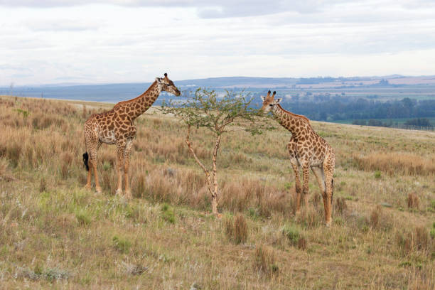 Giraffes Grazing on a Tree stock photo