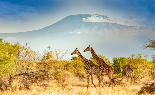 Giraffes passing by Kilimanjaro mountain. Amboseli game reserve. stock photo