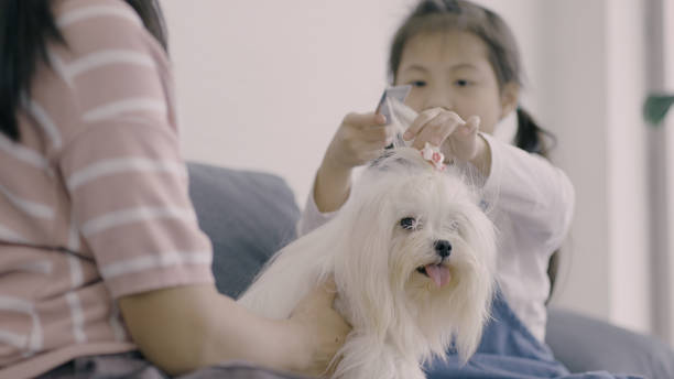 Girl combing white cute maltese dog stock photo