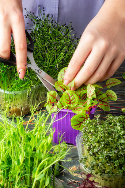 A girl cuts a sheet of young sorrel greens with scissors. Growing micro greens. Useful concept. stock photo