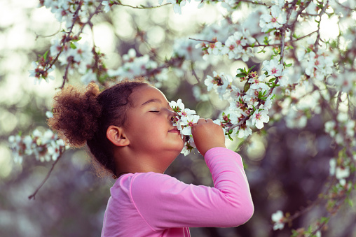 5 years old mixed race girl smelling almonds tree flowers. The picture was taken in natural light.