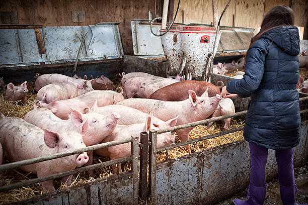 Girl feeding pigs stock photo