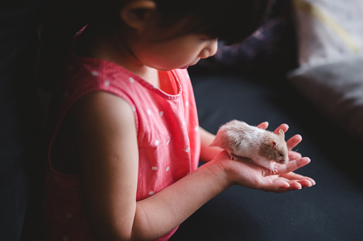 An Asian girl hold a hamster in hands at home.