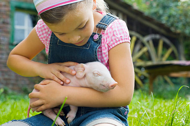 A girl holding a piglet  piglet stock pictures, royalty-free photos & images