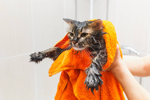 Girl holding a wet cat in an orange towel in the bathroom stock photo