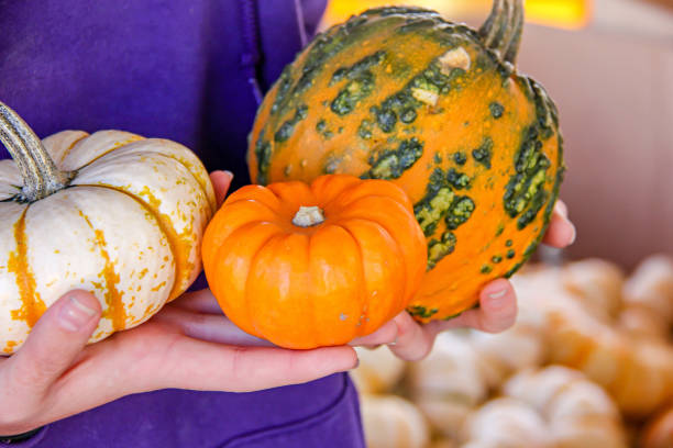 Girl holding assorted mini squash and pumpkins stock photo