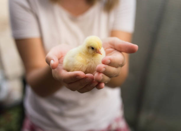 Girl holds a yellow chick in her hands Girl holds a yellow chick in her hands baby chicken stock pictures, royalty-free photos & images