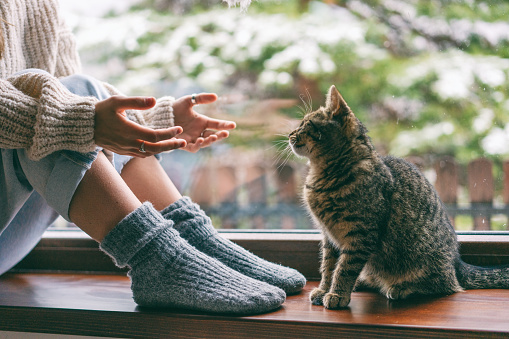 A girl with a body in a sweater and woolen socks stretching out her hands to a gray kitten while sitting on a windowsill on a snowy winter day
