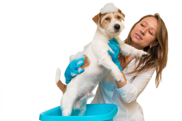A girl in a white robe and blue gloves washes the dog in a basin stock photo