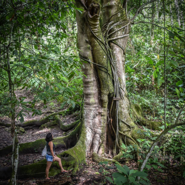 A girl looks up at a giant Ceiba tree in a tropical cloud forest. La Merced, Junin, Peru stock photo